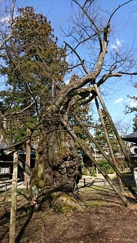 峰張桜